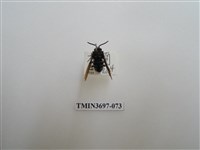 藏品(膜翅目(蜂))的圖片